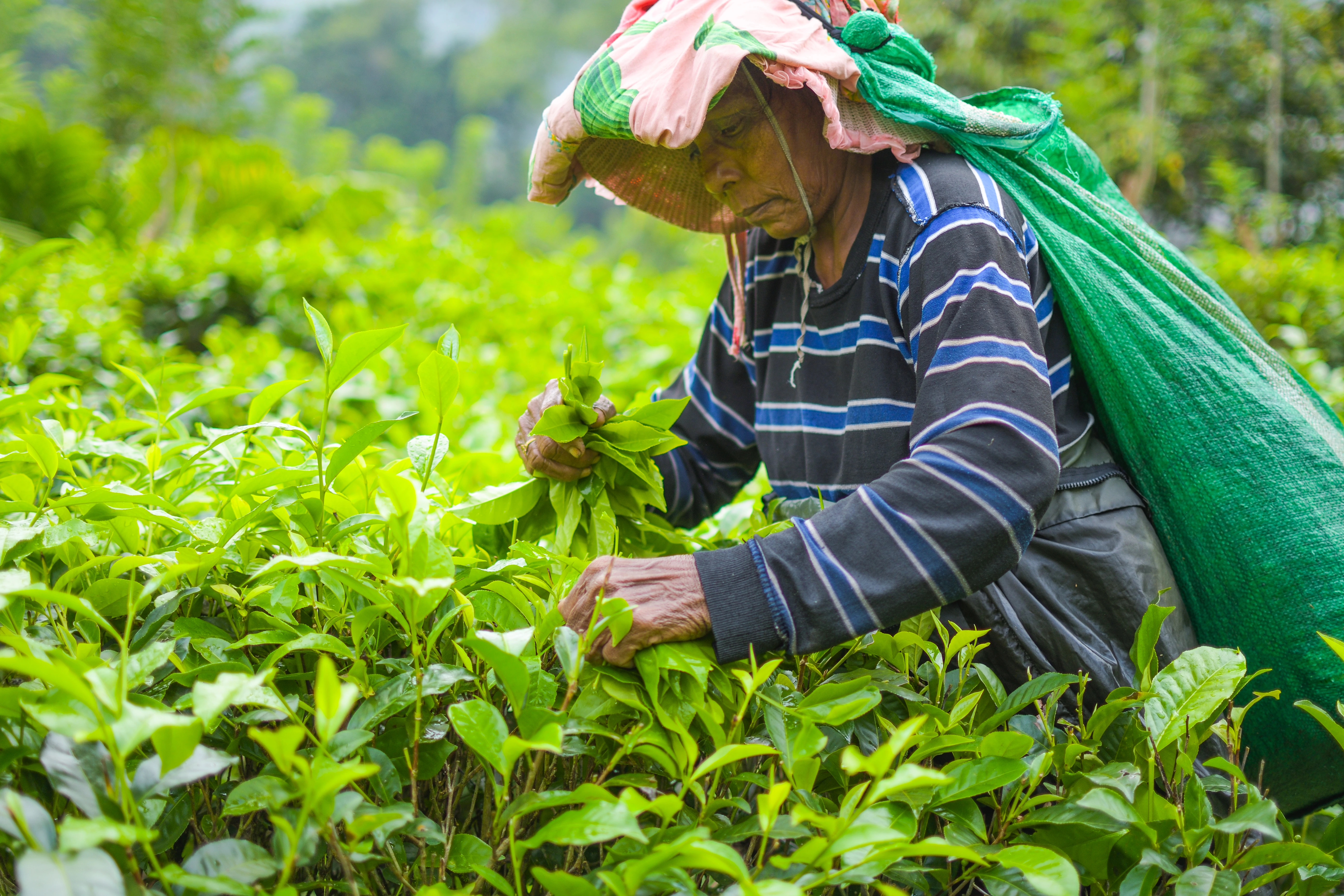 Uruwala Estate Artisan Tea Collection