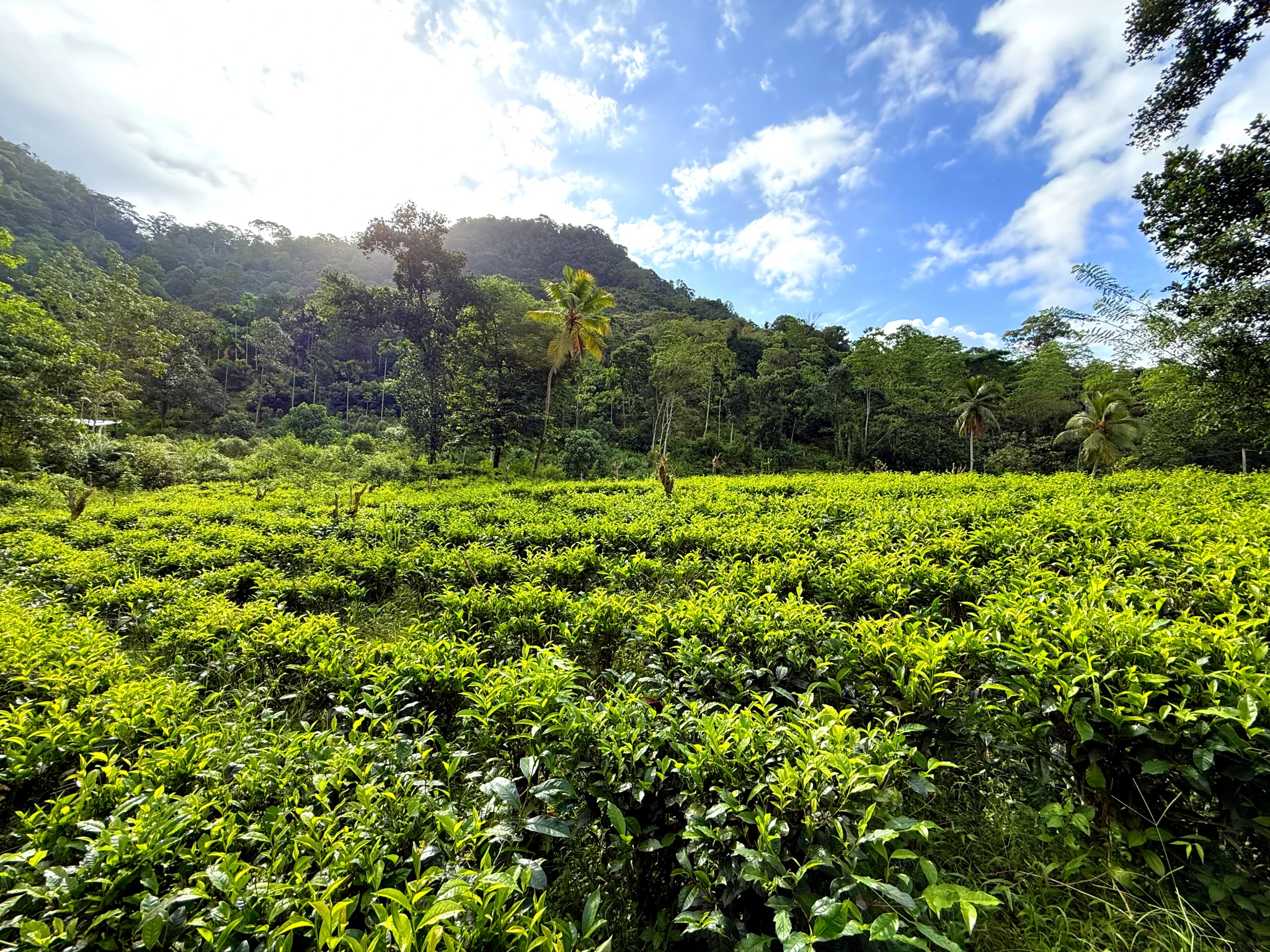 Cinnamon Harvesting